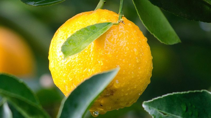 荧光定量PCR专用管规格解析：关键参数与选购要点**